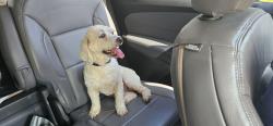 Reunited Male Dog last seen Vinces Bridge @ pecan point, Sugar Land, TX 77478