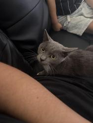 Lost Male Cat last seen Northfield , Northfield, SA 5085