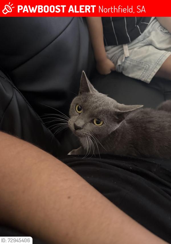 Lost Male Cat last seen Northfield , Northfield, SA 5085