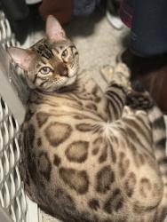 Reunited Male Cat last seen Near 60th Ave N, Minneapolis, MN 55446