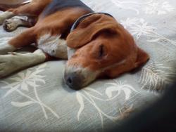 Reunited Male Dog last seen Mazie's Ln. Pinnacle NC   Sauratown Mountain, Stokes County, NC 27043