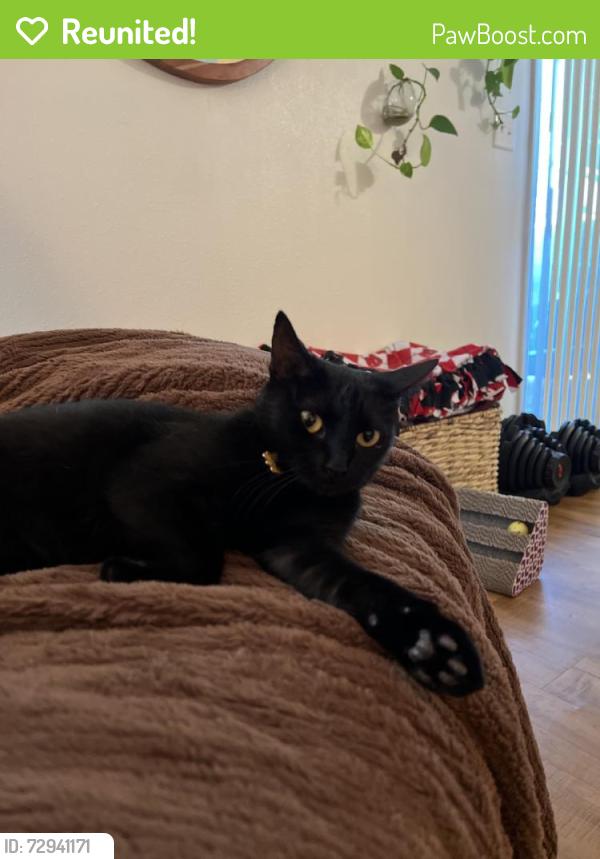 Reunited Female Cat last seen Near Camino Verde, San Marcos, CA 92078, USA, San Marcos, CA 92078