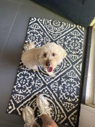 Reunited Male Dog last seen Holly and orchard , Centennial, CO 80111