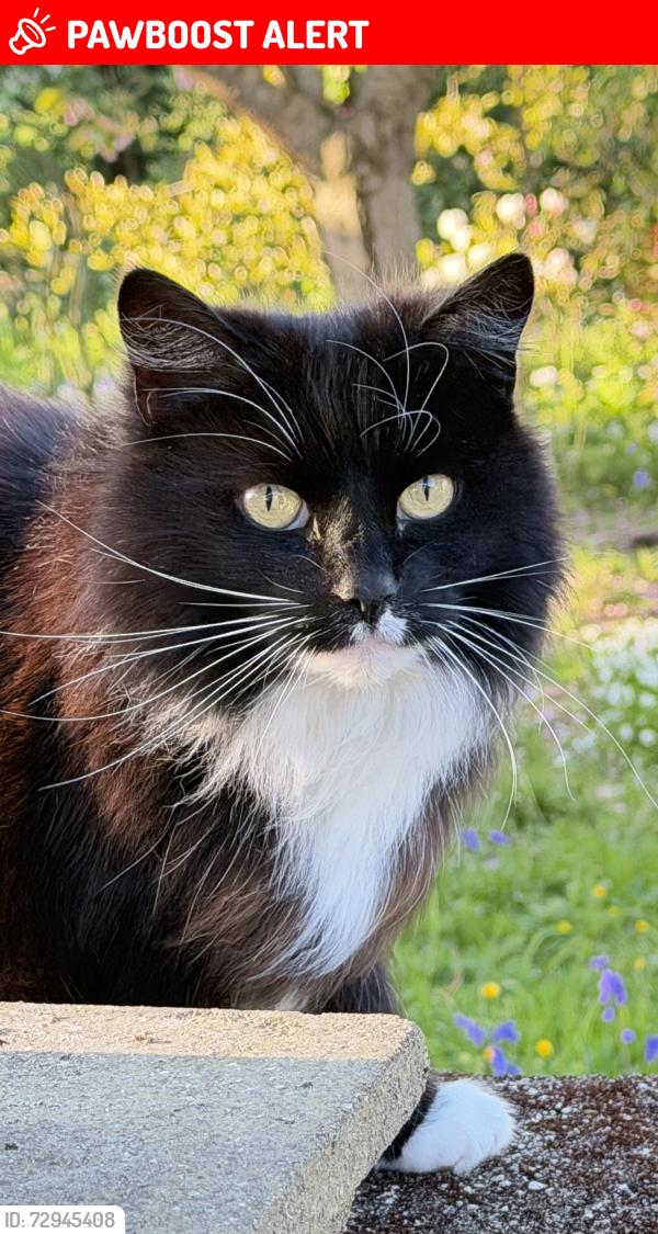 Lost Female Cat last seen The White Hart , South Wingfield, England DE55 7NU