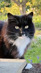 Lost Female Cat last seen The White Hart , South Wingfield, England DE55 7NU