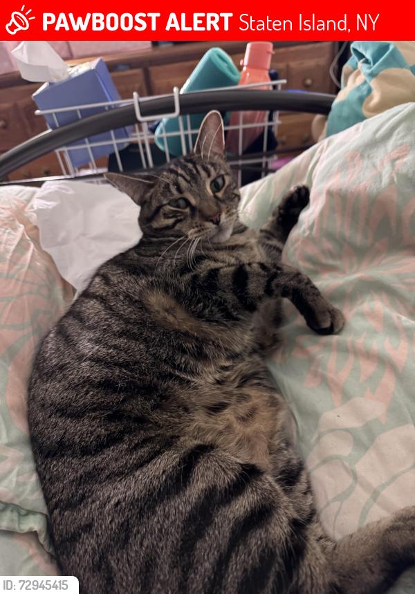 Lost Male Cat last seen Near Lexington Ave, Staten Island, NY 10302