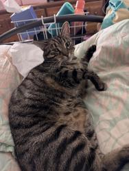 Lost Male Cat last seen Near Lexington Ave, Staten Island, NY 10302
