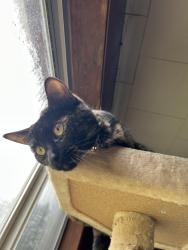 Reunited Female Cat last seen Bucktown and Wendel Road, Irwin, PA 15642