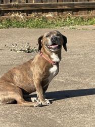Lost Male Dog last seen Harwood and Brown Trail , Bedford, TX 76021