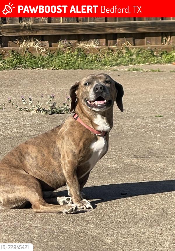 Lost Male Dog last seen Harwood and Brown Trail , Bedford, TX 76021