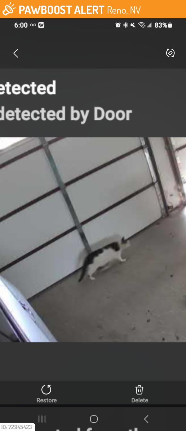 Found/Stray Unknown Cat last seen Lancaster Dr , Reno, NV 89506