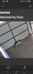 Found/Stray Unknown Cat last seen Lancaster Dr , Reno, NV 89506