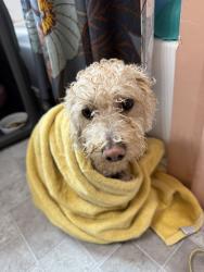 Reunited Unknown Dog last seen Near S 3450 W, West Valley City, UT 84119, USA, West Valley City, UT 84119