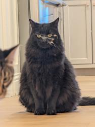Lost Male Cat last seen Near Tesla STEM Highschool , Redmond, WA 98053
