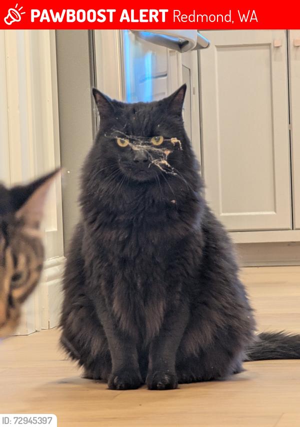 Lost Male Cat last seen Near Tesla STEM Highschool , Redmond, WA 98053