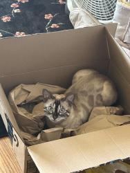 Lost Male Cat last seen Fanual/Oliver, San Diego, CA 92109