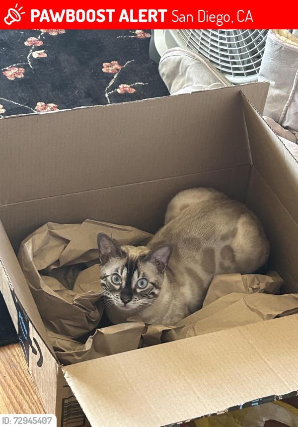 Lost Male Cat last seen Fanual/Oliver, San Diego, CA 92109