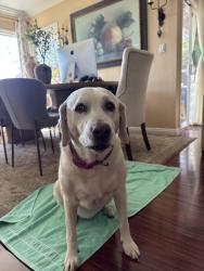 Reunited Female Dog last seen Littlebow Road, Rancho Palos Verdes, CA 90275