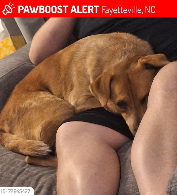 Lost Male Dog last seen Last seen on Point East Drive off of Council Road, Fayetteville, NC 28306