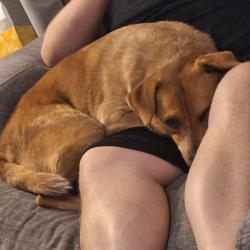 Lost Male Dog last seen Last seen on Point East Drive off of Council Road, Fayetteville, NC 28306