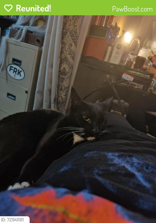 Reunited Female Cat last seen West 140th street and Lorain Rd, Cleveland, OH 44111