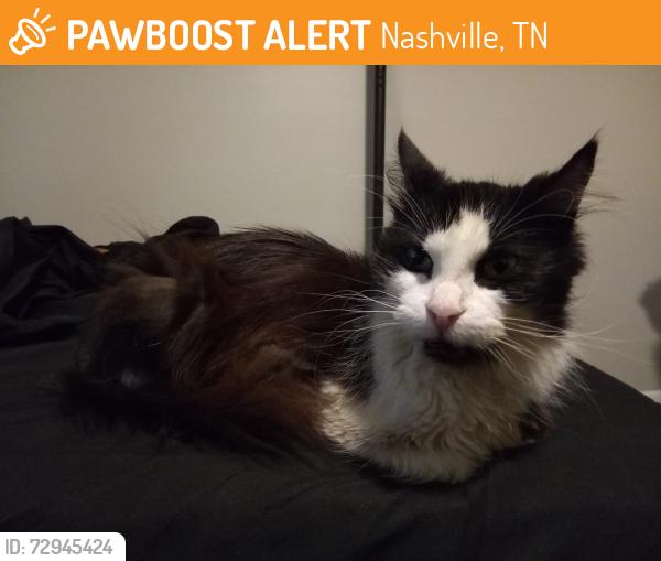 Found/Stray Female Cat last seen Plus Park Blvd and Murfreesboro Pike, Nashville, TN 37217