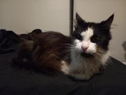 Found/Stray Female Cat last seen Plus Park Blvd and Murfreesboro Pike, Nashville, TN 37217