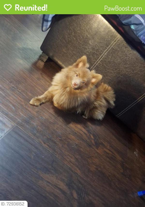 Reunited Male Dog last seen Near E Gladstone st #17 Azusa California , Azusa, CA 91702