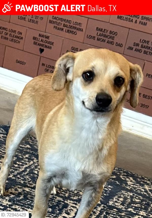 Lost Female Dog last seen Quick Trip at Mockingbird Lane & I-35, Dallas, TX 75247