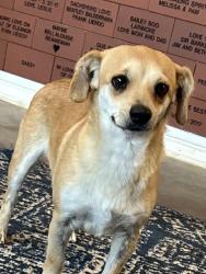 Lost Female Dog last seen Quick Trip at Mockingbird Lane & I-35, Dallas, TX 75247