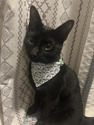 Lost Male Cat last seen S James and Fair Ave , Columbus, OH 43213