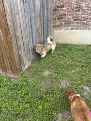 Found/Stray Male Dog last seen Larson Cavern , San Antonio, TX 78254