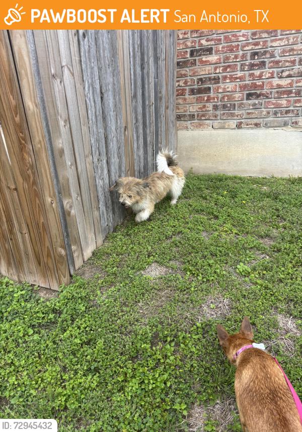 Found/Stray Male Dog last seen Larson Cavern , San Antonio, TX 78254