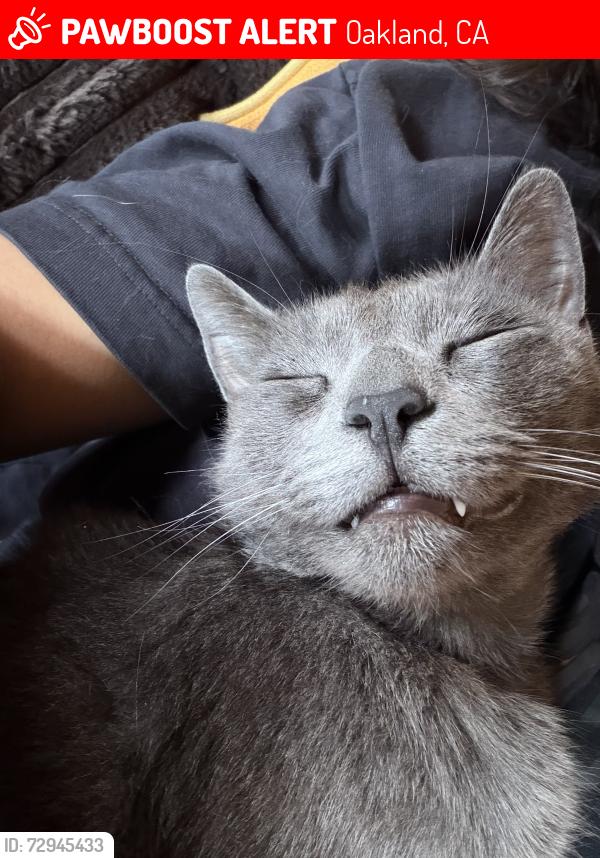 Lost Male Cat last seen 94th, Oakland, CA 94603