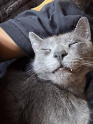 Lost Male Cat last seen 94th, Oakland, CA 94603