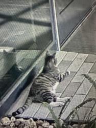 Found/Stray Unknown Cat last seen At CARB, Across the street from apmt Fire, Riverside, CA 92507