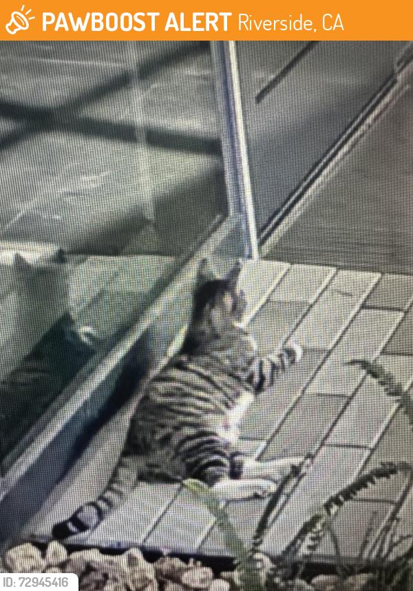 Found/Stray Unknown Cat last seen At CARB, Across the street from apmt Fire, Riverside, CA 92507