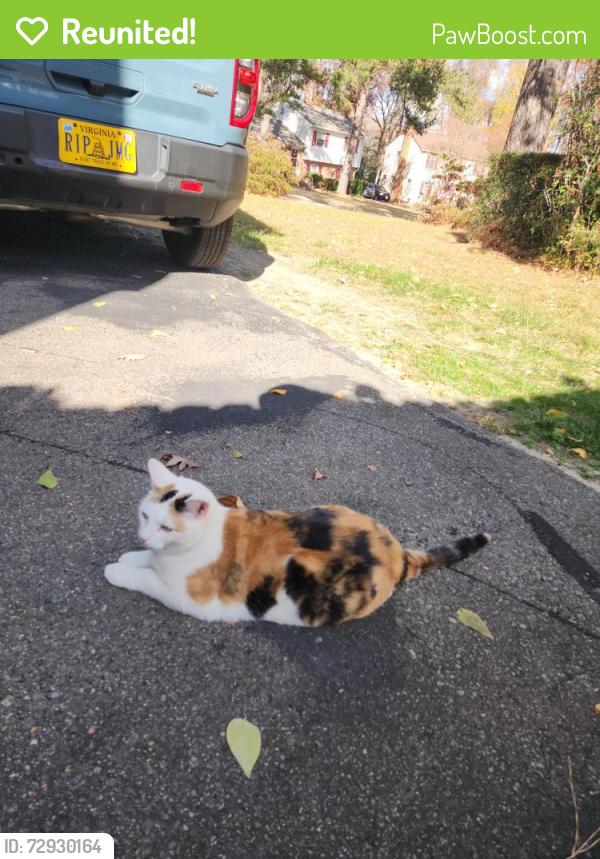 Reunited Female Cat last seen Chadwell Dr, Sutherland Rd, Woodward Dr, Richmond, VA 23236