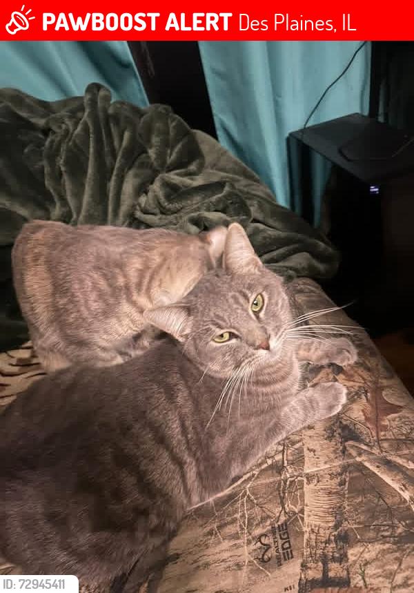 Lost Male Cat last seen Algonquin rd and lee st, Des Plaines, Illinois 60016, Des Plaines, IL 60018