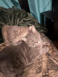 Lost Male Cat last seen Algonquin rd and lee st, Des Plaines, Illinois 60016, Des Plaines, IL 60018