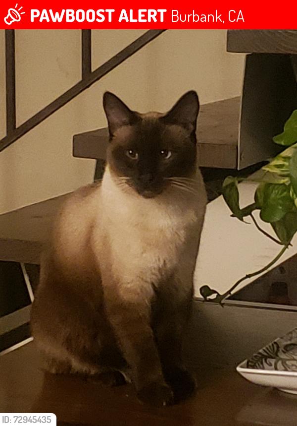 Lost Male Cat last seen Sanfernando rd, Burbank, CA 91505