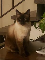 Lost Male Cat last seen Sanfernando rd, Burbank, CA 91505