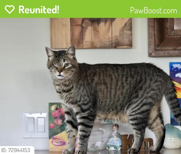 Reunited Male Cat last seen Spring Valley Academy, Spring Valley, CA 91977