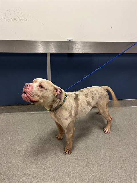 Shelter Stray Male Dog last seen Near BLOCK SW 187TH AVE, Doral, FL 33122