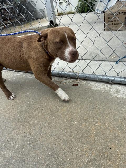 Shelter Stray Female Dog last seen Near BLOCK NW 212TH ST, Doral, FL 33122