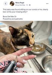 Found/Stray Unknown Cat last seen Boca delmar drive, Boca Del Mar, FL 33433