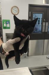 Shelter Stray Male Cat last seen Near BLOCK SANTEROS RD SANTA FE NM 87507, 100 Caja Del Rio Rd, Santa Fe, NM 87507, USA