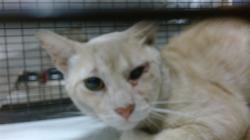 Shelter Stray Male Cat last seen Near BLOCK E 8 CT, Doral, FL 33122