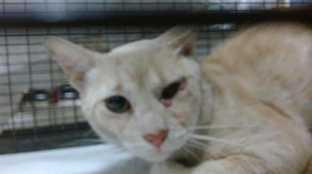 Shelter Stray Male Cat last seen Near BLOCK E 8 CT, Doral, FL 33122