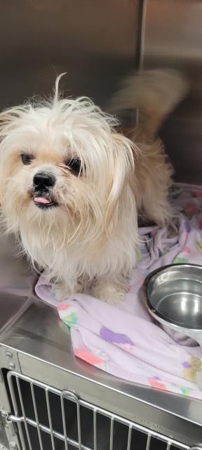 Shelter Stray Male Dog last seen Near BLOCK BLOOM ST, DETROIT MI 48234, Detroit, MI 48211